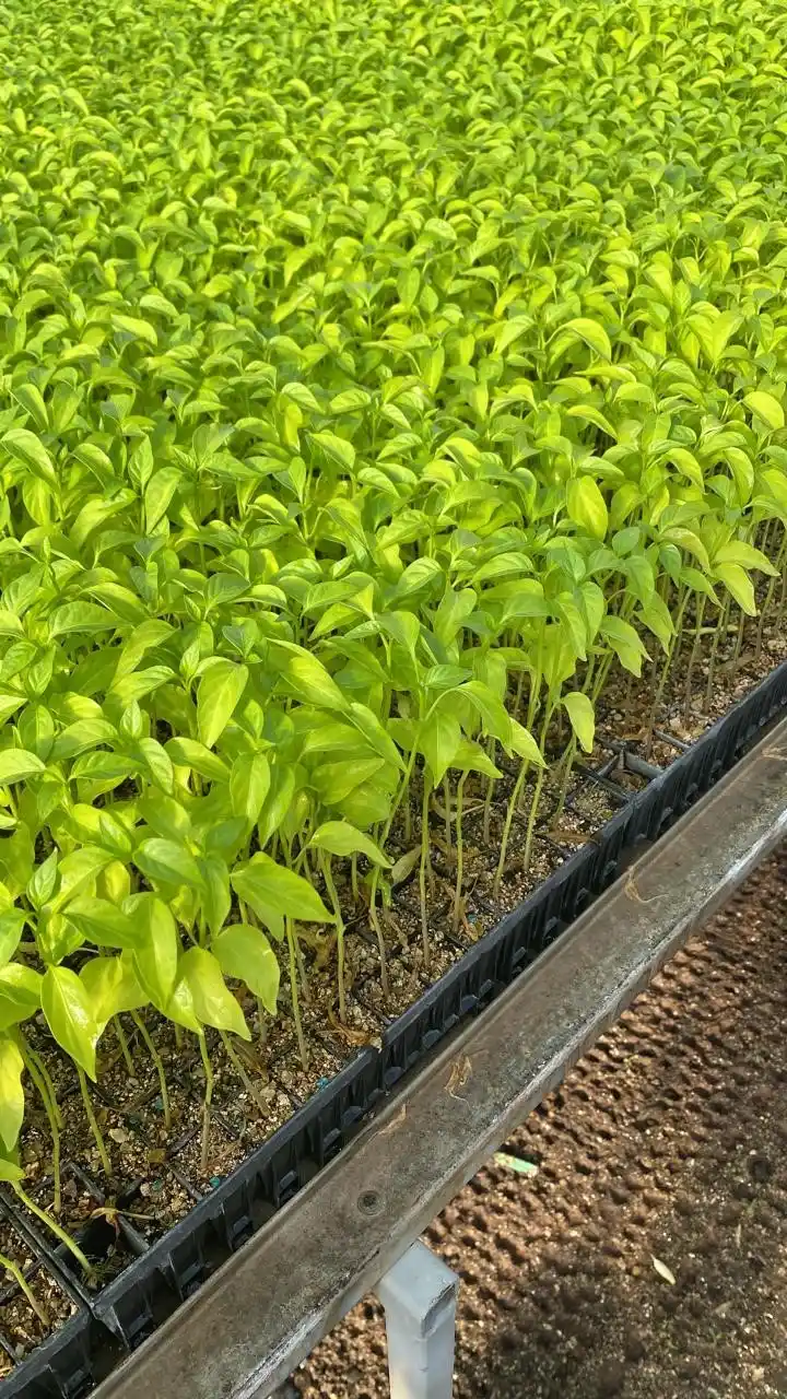 Tecnología agrícola